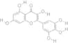 Myricetin