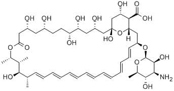 Amphotericin B (AMT)
