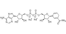 ß-Nicotinamide Adenine Dinucleotide Disodium Salt  (Reduced) (ß-NADH.Na2, DPNH.Na2) extrapure, 98%