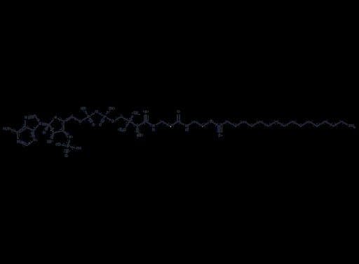 Heptadecanoyl Coenzyme A