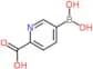 5-Borono-2-pyridinecarboxylic acid