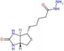 Biotin hydrazide