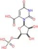 Orotidine 5′-monophosphate