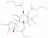 phorbol 12,13-dibutyrate