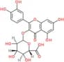 Quercetin 3-glucuronide