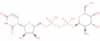 UDP-galactosamine