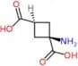 cis-2,4-Methanoglutamate