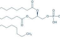 1,2-Dipalmitoyl-sn-glycero-3-phosphoethanolamine