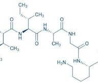 Amyloid β-Protein (35-25)