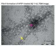 Amyloid β-Protein (1-42) (HFIP-treated)