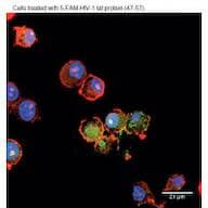 5-FAM-HIV-1 tat Protein (47-57)