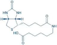 Biotinyl-εAhx-OH