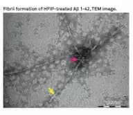 Amyloid β-Protein (1-42) (HFIP-treated)