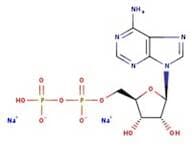 Adenosine-5'-Diphosphate Disodium Salt Dihydrate