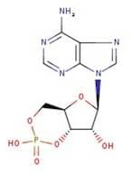 Adenosine-3',5'-cyclic monophosphate, 98%