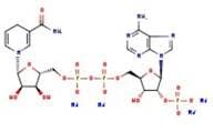 β-Nicotinamide adenine dinucleotide phosphate reduced tetrasodium salt, 95%