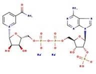 β-Nicotinamide adenine dinucleotide phosphate disodium salt, 97%