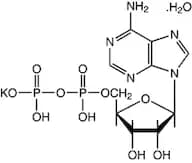 Adenosine-5'-diphosphate monopotassium salt dihydrate, 99%