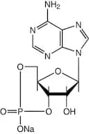 Adenosine-3',5'-cyclic monophosphate sodium salt, 99%