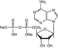 Adenosine-5'-diphosphate disodium salt, 96% (dry wt.), water 15% max.