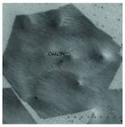 Monolayer High Strength Metallurgical Graphene, HSMG®, on PMMA (25x25 mm)