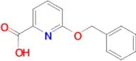 6-(Benzyloxy)pyridine-2-carboxylic acid
