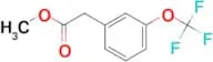 3-(Trifluoromethoxy)phenylacetic acid methyl ester