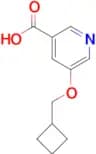 5-(Cyclobutylmethoxy)pyridine-3-carboxylic acid