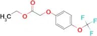 Ethyl 2-[4-(trifluoromethoxy)phenoxy]acetate