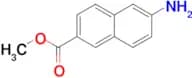 Methyl 6-amino-2-naphthoate