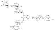 6-G1 Glycan