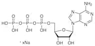 Adenosine 5'-Triphosphate Sodium Salt (ca. 100mM in Water) [for transcription][for Molecular Biolo…