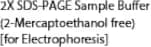 2X SDS-PAGE Sample Buffer (2-Mercaptoethanol free) [for Electrophoresis]