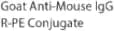 Goat Anti-Mouse IgG R-PE Conjugate