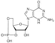 cGMP