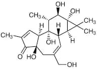 Phorbol