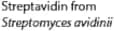 Streptavidin from Streptomyces avidinii