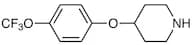 4-[4-(Trifluoromethoxy)phenoxy]piperidine