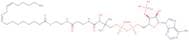 Linoleoyl coenzyme A