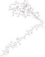 Hirudin from leeches