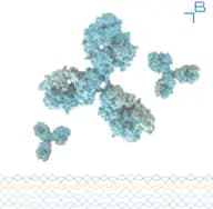 NFYA antibody