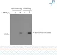 Anti-Peroxiredoxin SO2/3 antibody - 0.24mg/ml