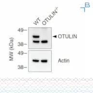Anti-OTULIN antibody - serum