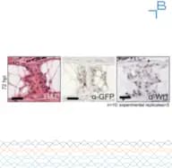 Anti-WT1 antibody - 3mg/mL