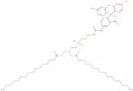Fluorescein-dipalmitoylphosphatidylethanolamine triethylammonium salt