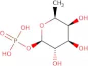 β-L-Fucopyranosyl phosphate