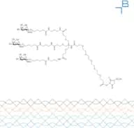 Tri-b-GalNAc-PEG5-sulfo-NHS ester