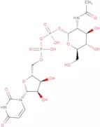 UDP-N-acetyl-D-glucosamine