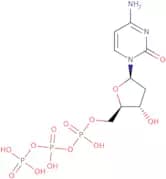 dCTP - 100mmol solution