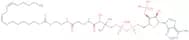 Linoleoyl coenzyme A
